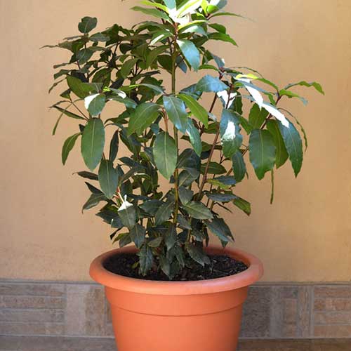 🌿 La Feuille Magique qui Fait Fuire Rats et Souris Définitivement !