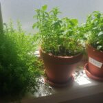 Un peu de nature sous mon toit : 3 idées pour cultiver le bien-être vert à la maison